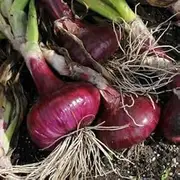 Onion RED Brunswick 100 Seeds