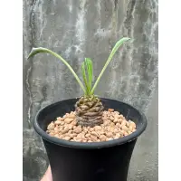 在飛比找蝦皮購物優惠-《一植入魂》鐵甲丸 Euphorbia bupleurifo