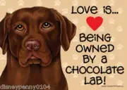 LOVE is Being Owned by a CHOCOLATE Lab-Labradore-Plastic Sign 5" by 7"