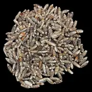 Small Gibbosa Olive Shells For Crafts Art Decor Natural Sea Shell 1 Pound