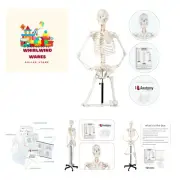 Human Skeleton Model for Anatomy - Life Size Skeleton Anatomy Model - Include...