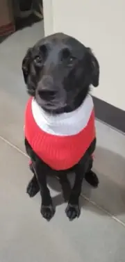Brand New Wondershop Dog/Cat Christmas JOY Sequin Pet Sweater