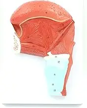 CHROX PVC Mouth Muscle Tongue, Human Anatomy Model, Human Mouth Glands, Medical Training Tools