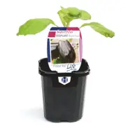 95mm Eggplant Black Pearl - Solanum melongena - Super Foods