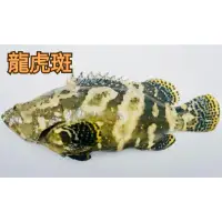 在飛比找蝦皮購物優惠-澎湖海產禮盒組「龍虎石斑魚、金鯧魚、嘉臘魚」－#澎湖直送#澎