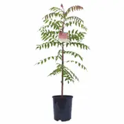 140mm Chinese Pistachio - Pistacia chinensis