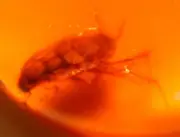 Cretaceous Cockroach in Burmite Burmese Amber Fossil Gemstone Dinosaur Age
