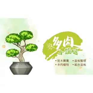 🪴多肉小雞腿🪴糊斑月兔錦-兔耳-多肉植物-3寸盆-小品盆栽