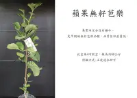 在飛比找Yahoo!奇摩拍賣優惠-心栽花坊-無籽蘋果芭樂/嫁接苗/水果苗/芭樂品種/售價140