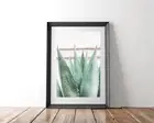 Agave Botanical Photography Print, Marshmallow Pink