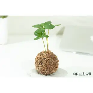 室內植物 幸運木 鐵樹 苔球 觀葉植物 療癒植栽 耐陰植物 居家擺設 送禮小物