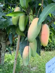 Maha Chanook Thailand mango Bud Scions rare variety, Grafted