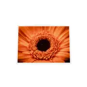 Galrie Stunning Close-Up of a Red Flower - Fine Art Photography, White Frame, A0 84 x 119cm (33 x 47inch)