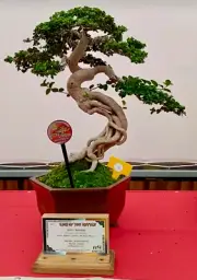 Actual Plant Bonsai Sancang Premna Micro Phylla for contest