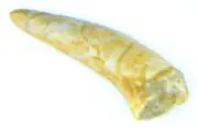 Enchodus Fish Tooth Fossil Dinosaur Age 7.37 Grams