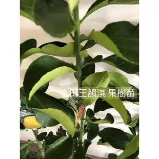 ［種植趣］文旦 柚子 新品種 全紅文旦 紅皮紅肉 麻豆文旦柚 大白柚 西施柚 紅文旦 紅柚 紅鶴文旦 三紅蜜柚 果樹 苗