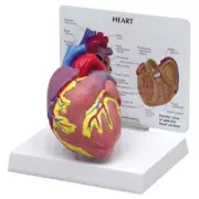 Heart GPI Anatomical Model MOST POPULAR LFA #2500 Make Us an Offer! See VIDEO!
