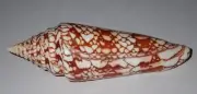 127 mm HUGE RARE Conus Milneedwardsi Clytospira Cone Seashell #AC7 Tamil Nadu