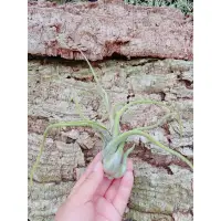 在飛比找蝦皮購物優惠-空鳳 長葉女王頭 Tillandsia caput medu