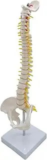 Baosity Human Spine Model Vertebral Column with Base 45cm Anatomy with Vertebrae, Nerve Roots, Vertebral Arteries for Study Educational Tool Display , Standing