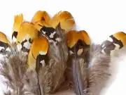 Pheasant Feathers | Reeves Venery Plumage - 6 Pieces, Big Golden Yellow
