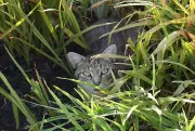 SPONSOR RESCUED MIKEY in GRASS FERAL CAT RESCUE FOOD VET Rec COLOR PHOTO