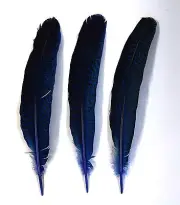3 Pcs PEACOCK QUILLS 10"-14" Dyed ROYAL BLUE Feathers; Costume/Bridal/Halloween