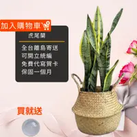 在飛比找蝦皮商城精選優惠-虎尾蘭九吋竹簍 開幕送禮 室內植物 觀葉植物 開幕盆栽 室內