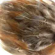 150 loose 1” - 4” Blue & Rust and Green WILD Rooster PHEASANT FEATHERS, USA