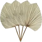 Qianly 4Pcs Dried Palm Leaves Artificial Plants Dried Palm Fans for Wedding Kitchen