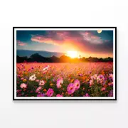 Cosmos Flower Field in Sunset Print 100% Australian Made 90x60cm (Poster)