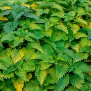 Nettle seeds