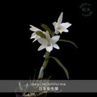 在飛比找蝦皮購物優惠-［植禾］ 日本長生蘭 禮物 蘭花 室內 文青 驚喜 植物 香