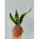 森呼吸新品 #上板植物#上版# 室內植物 板植 水苔球 虎尾蘭 新品