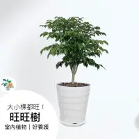 在飛比找蝦皮購物優惠-旺旺樹 旺財樹盆栽 室內常綠植物 招財樹 吉祥寓意 送禮 推