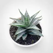Sansevieria Sweet Celery Rare Uniqe Snake Plant