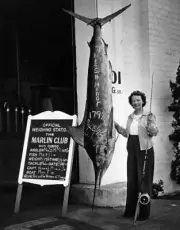 Striped Marlin In San Diego 1948 Old Fishing Photo