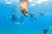 Two-Hour Seal Encounter Snorkel Adventure - Sorrento
