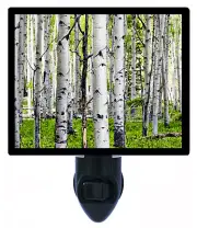 Landscape Decorative Photo Night Light, Birch Trees