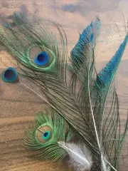 5pcs 12-36cm Stripped Cut Trimmed Peacock Natural Feathers DIY Craft Millinery