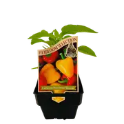 100mm Capsicum Mini Sweet Yellow - Capsicum annuum