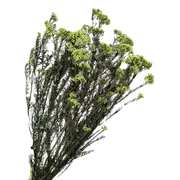 Blooms Of Joy 60cm Green Preserved Rice Flowers