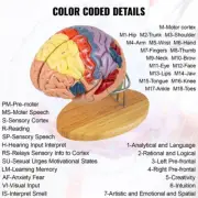 Anatomical Model Brain Model Neurology Human Brain Anatomy Model Cerebrovascular