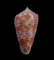Sea shell - Conus proximus- 31mm- NICE COLOR!!!