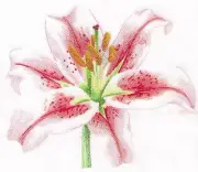 Contours of Beauty Lily Floral BATHROOM SET HAND TOWELS EMBROIDERED