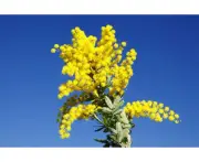 Australian Wattle - Fragrance Oil