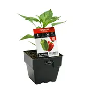 100mm Capsicum Sweet Mama - Capsicum annuum