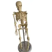 43cm Full Body Human Skeleton Articulated Anatomy Model Doctors, Students Study