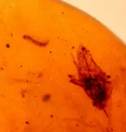 Spiny Larva with Cicada in Burmite Amber Fossil Gemstone Dinosaur Age