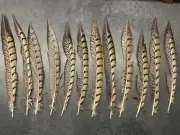 Lady Amherst Pheasant Tail Feathers 10"